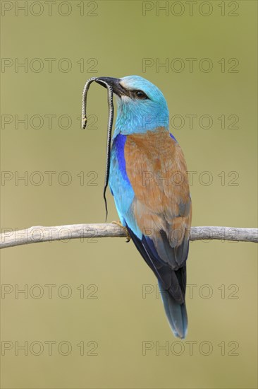 European roller (Coracias garrulus) on its perch with prey