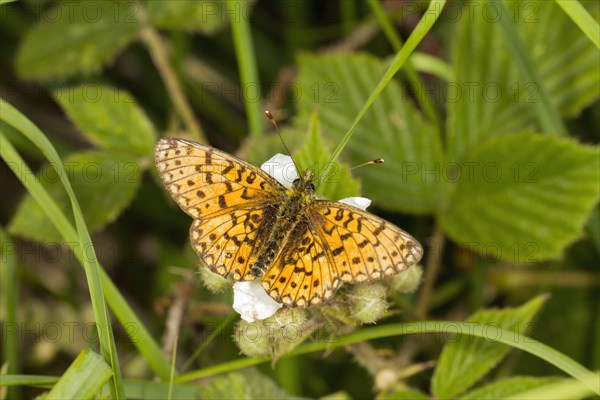 Small Pearl-bordered Fritillary butterfly (Boloria selene)