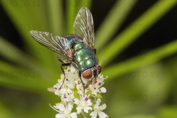 Green Bottle Fly (Lucilia sp.)