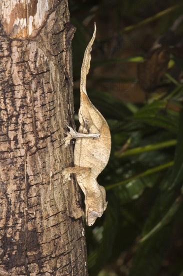 Fantastic Leaf Tailed Gecko (Uroplatus phantasticus)