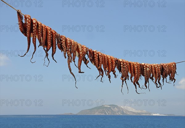 Octopuses hung up to dry on a washing line