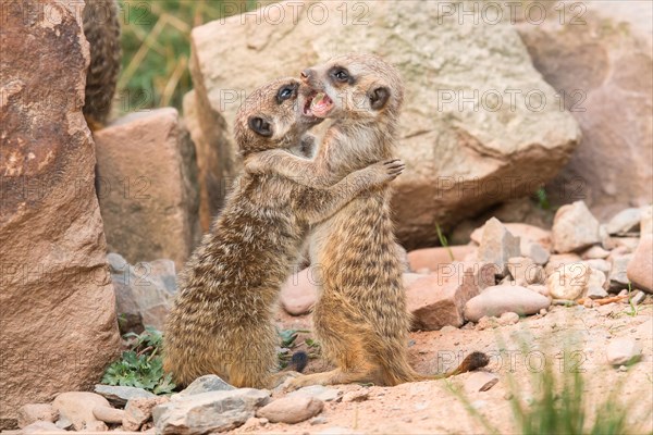 Two Meerkats (Suricata suricatta)