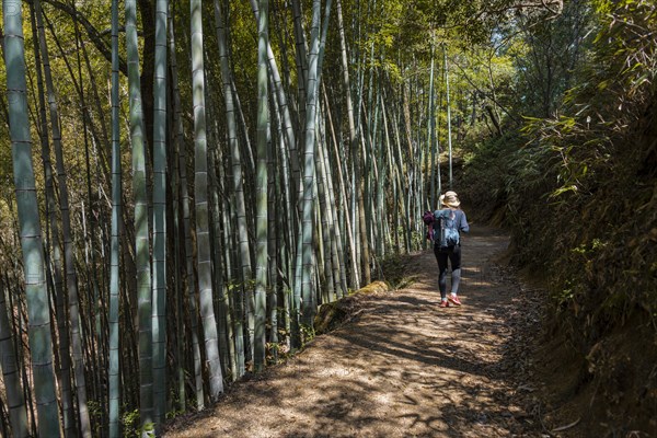 Female hiker on her way through high bamboo forest