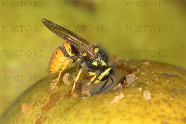 German wasp (Vespula germanica) eating on a pear