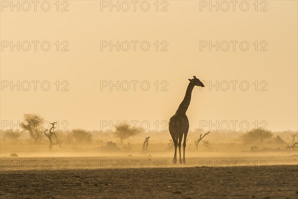Angolan Giraffe (Giraffa camelopardalis angolensis) stands in the evening light in the dusty savannah