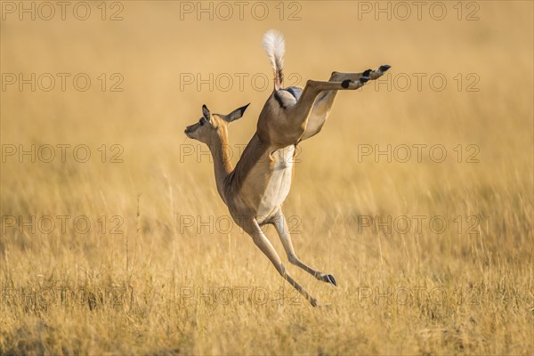 Impala (Aepyceros melampus)