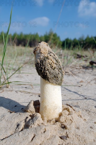 Common morel