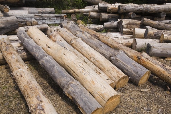 Stack of Eastern white pine tree logs