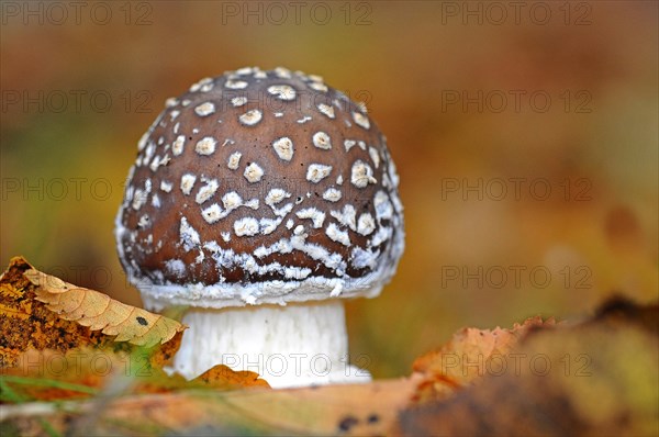 Panther cap or false blusher mushroom (Amanita pantherina)