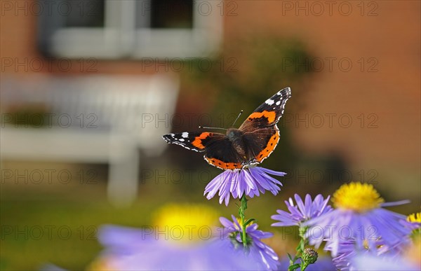 Red Admiral butterfly (Vanessa atalanta) on China Aster (Callistephus chinensis)