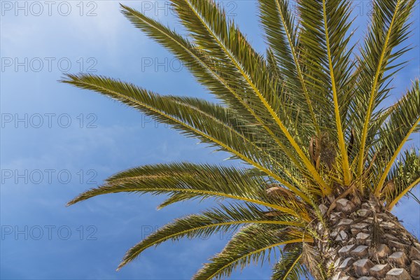 Date palm (Phoenix sp.)