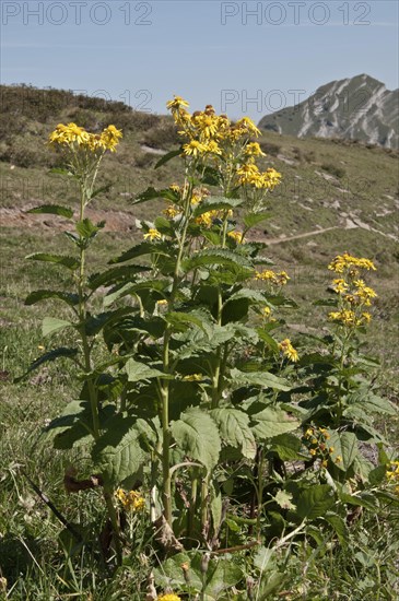 Groundsel (Senecio cordatus)