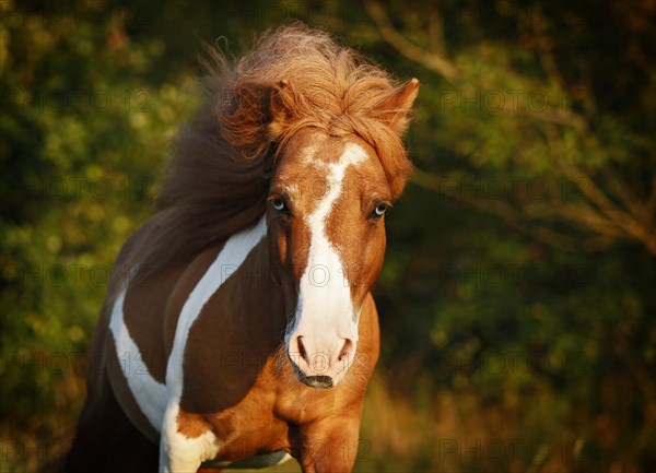 Shetland Pony