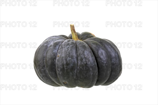 Pumpkin 'musque de Provence' variety