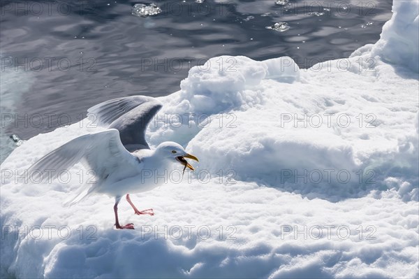 Glaucous Gulls (Larus hyperboreus) with a fish in the beak