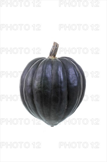 Squash variety