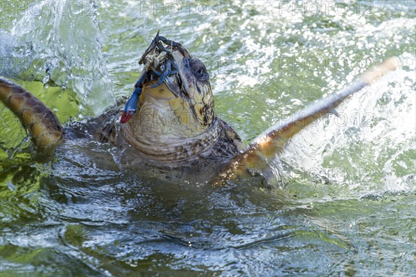 Loggerhead Sea Turtle (Caretta caretta) eating a crab