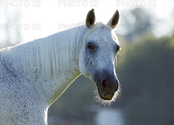 Grey Thuringian Warmblood) mare