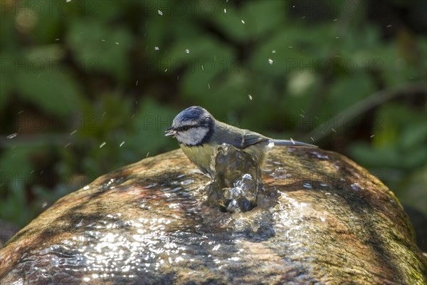 Blue Tit (Cyanistes caeruleus syn Parus caeruleus)