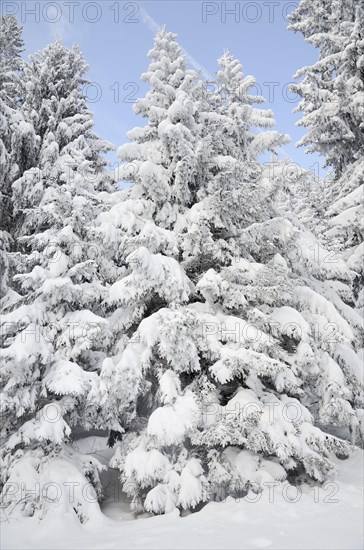 Snow-covered spruce trees (Picea abies)