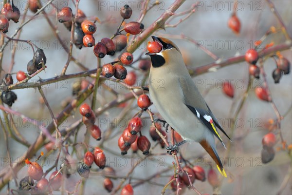 Bohemian Waxwing (Bombycilla garrulus) on a Dog Rose (Rosa canina) while eating a rose hip