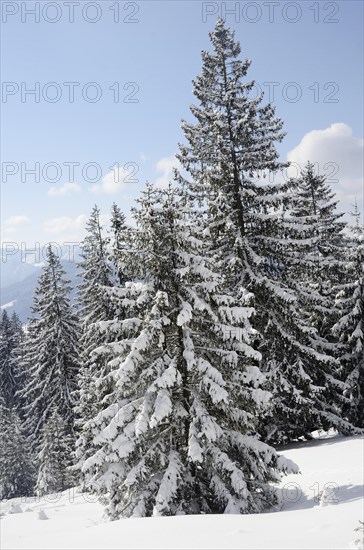 Snow-covered spruce trees (Picea abies)