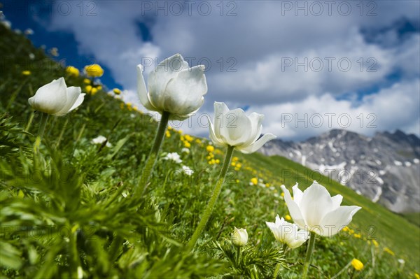 Windflower (Anemone) with mountain meadow