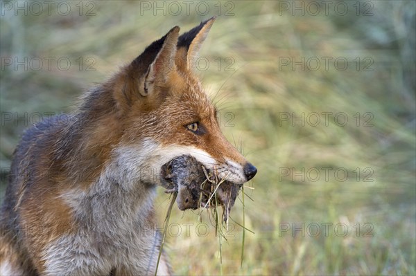 Red fox (Vulpes vulpes) with prey