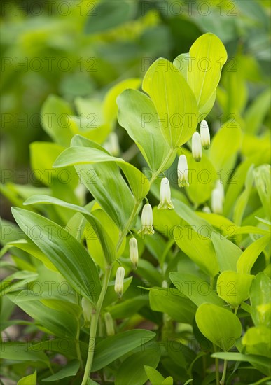 Angular Solomon's Seal or Scented Solomon's Seal (Polygonatum odoratum)