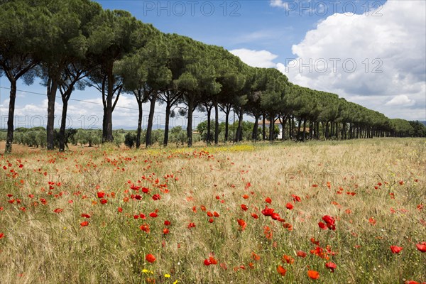 Pine avenue and poppy field