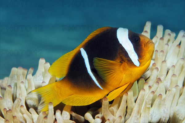 Red Sea clownfish (Amphiprion bicinctus) in front of Anemone