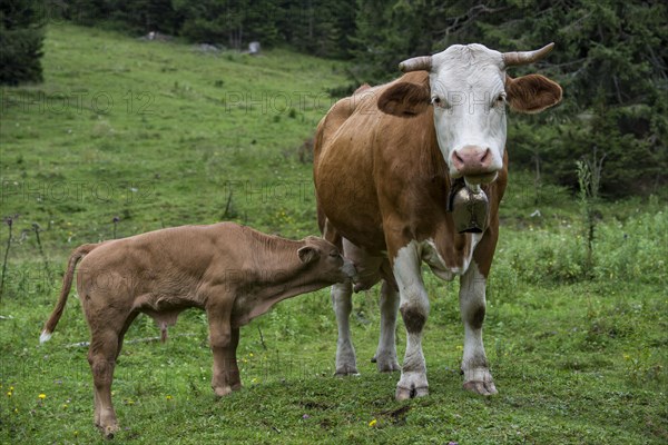 Cow and a suckling calf