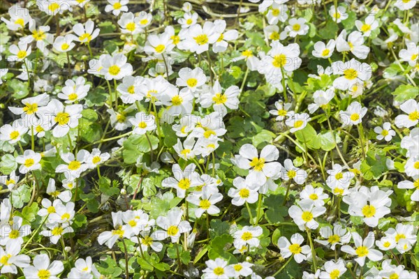 Common Water crowfoot (Ranunculus aquatilis)