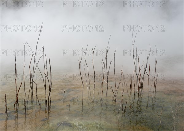 Dead branches in thermal lake