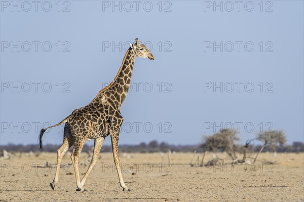 Angolan Giraffe (Giraffa camelopardalis angolensis)