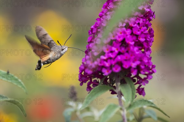 Hummingbird hawk-moth (Macroglossum stellatarum)