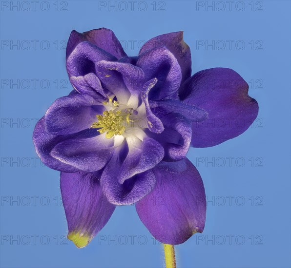 Ordinary columbine (Aquilegia vulgaris) against a blue background