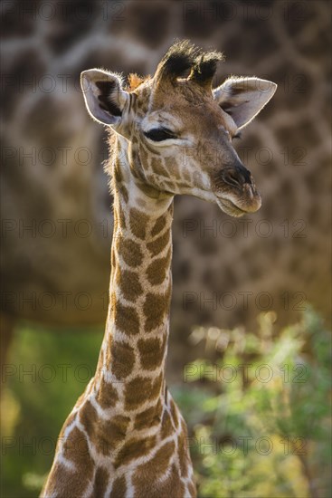 Angolan Giraffe (Giraffa camelopardalis angolensis)