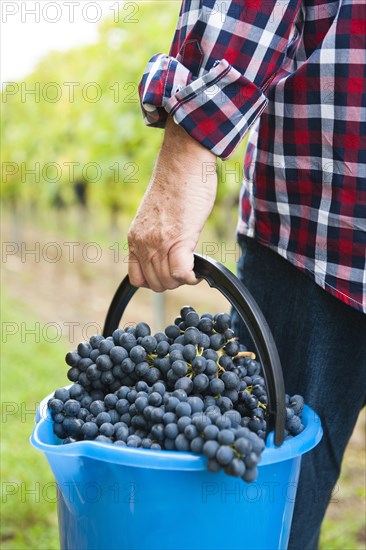 Winemaker or vintner harvesting grapes in his vineyard