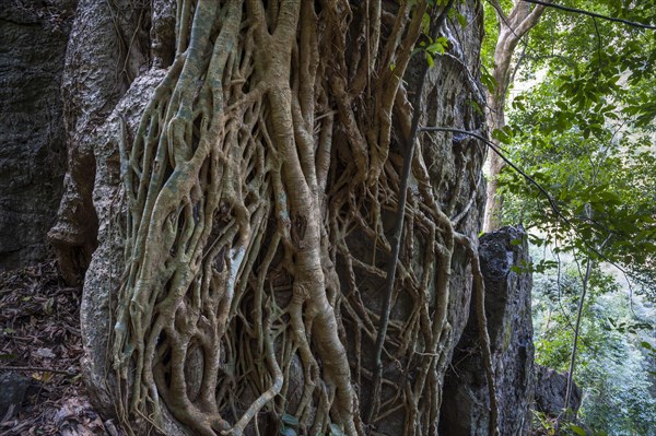 Tree roots in the jungle