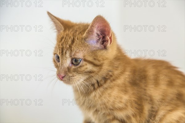 Young ginger tabby domestic cat