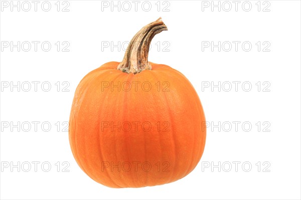 Squash