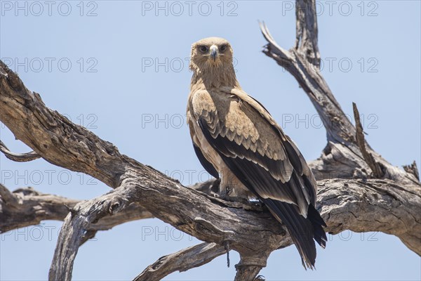 Tawny eagle (Aquila rapax)