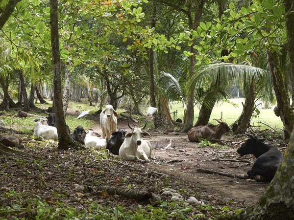 Zebu Cattle (Bos primigenius indicus) in the rainforest