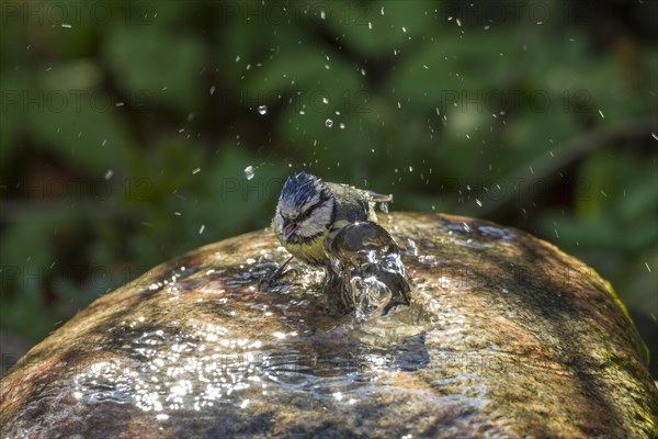 Blue Tit (Cyanistes caeruleus syn Parus caeruleus)