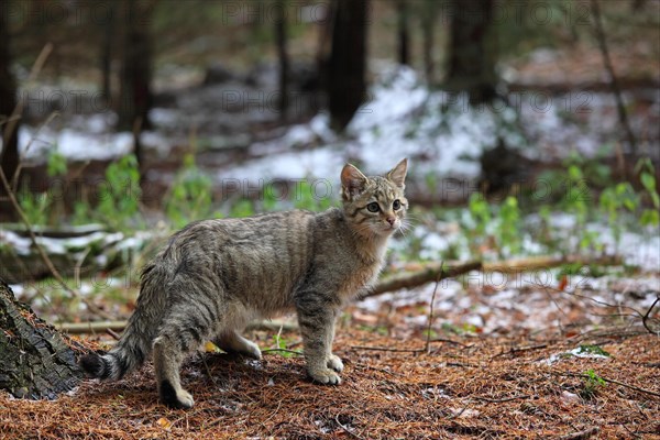 Wildcat (Felis silvestris)