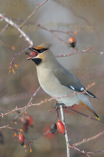 Bohemian Waxwing (Bombycilla garrulus) on a Dog Rose (Rosa canina) while eating a rose hip