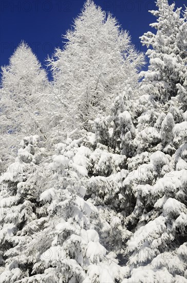 Snow-covered spruce trees (Picea abies) and larch trees (Laryx decidua)