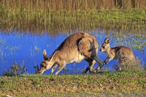 Eastern Grey Kangaroo (Macropus giganteus) female with joey