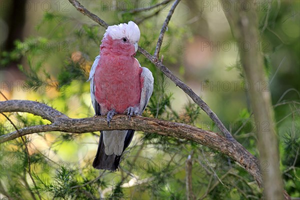 Galah (Eolophus roseicapillus)